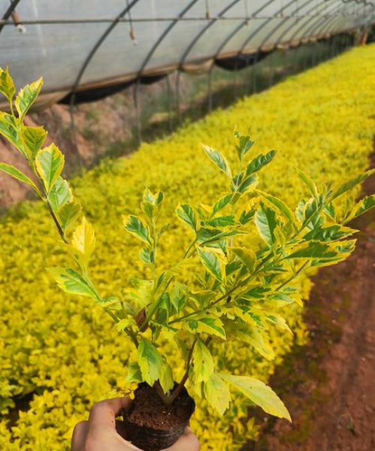 连翘：早春的黄金使者——植物百科详解