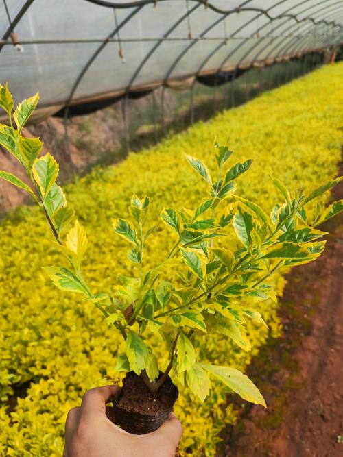 连翘:早春的黄金使者——植物百科详解 连翘:早春的黄金使者——植物百科详解