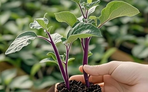 茄子苗现在种能活吗？关键看这几点，成活率高又高产