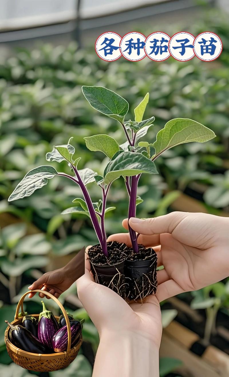 茄子苗现在种能活吗？关键看这几点，成活率高又高产