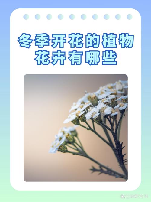 冬季庭院不败指南：5种耐寒植物的地域化种植与养护全解析