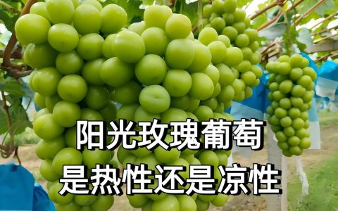 阳光玫瑰葡萄树耐寒多少度？精准耐寒指标与南北种植全攻略