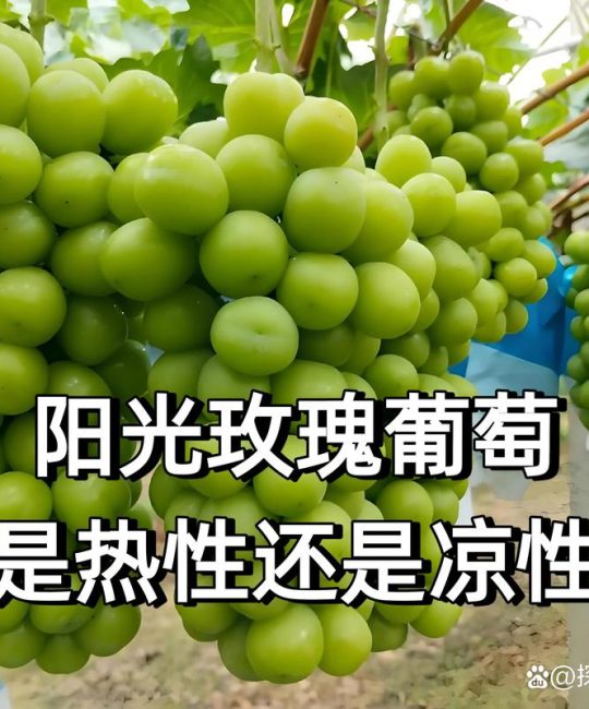 阳光玫瑰葡萄树耐寒多少度？精准耐寒指标与南北种植全攻略