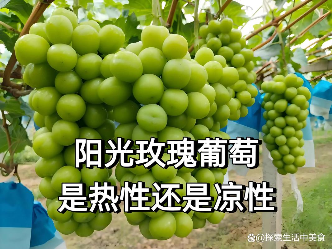 阳光玫瑰葡萄树耐寒多少度?精准耐寒指标与南北种植全攻略 阳光玫瑰葡萄树耐寒多少度?精准耐寒指标与南北种植全攻略