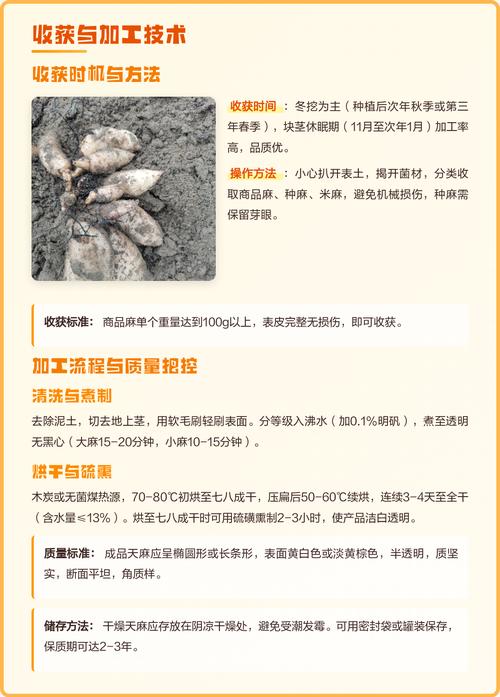 天麻种植全流程指南:从选时到成活的关键操作步骤 三、栽前处理(种麻与菌材)