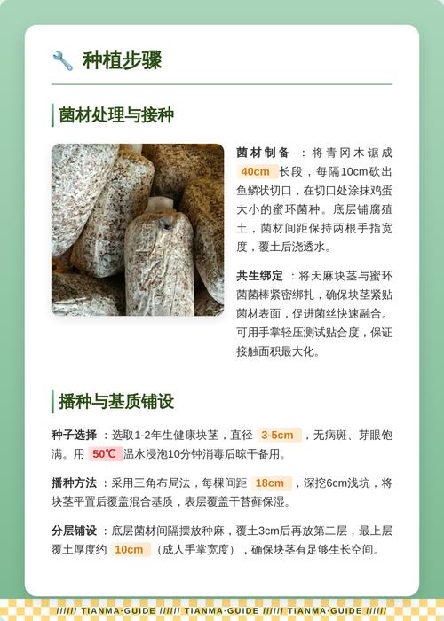 天麻种植全流程指南:从选时到成活的关键操作步骤 四、栽植深度