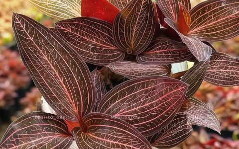 金线莲室内种植靠谱吗？一篇讲清可行性、难点与实操要点