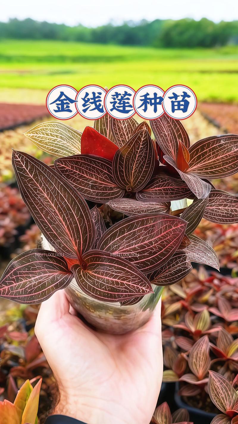 金线莲室内种植靠谱吗?一篇讲清可行性、难点与实操要点 金线莲室内种植靠谱吗?一篇讲清可行性、难点与实操要点