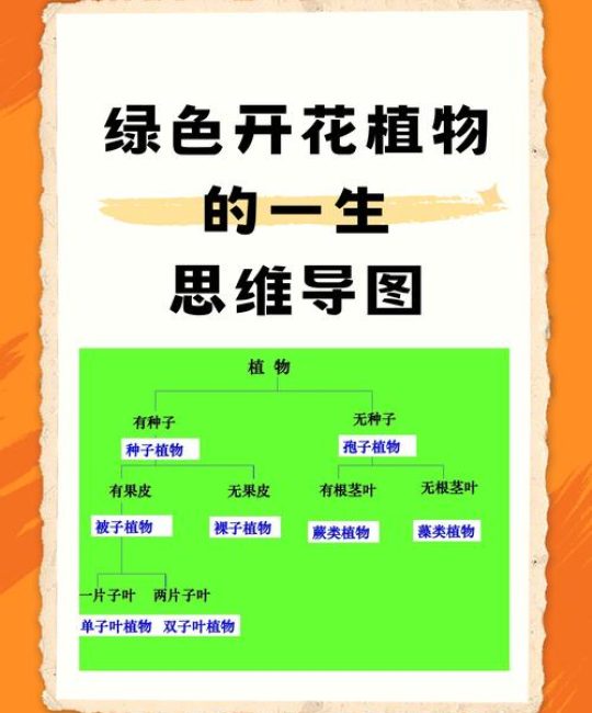 被子植物就是绿色开花植物吗？一文读懂其花期、果期与观赏特点
