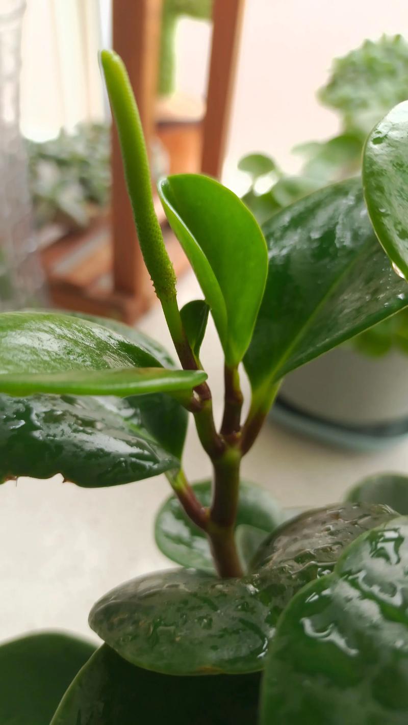 被子植物就是绿色开花植物吗?一文读懂其花期、果期与观赏特点 不开花不结果常见原因与解决(结构化列表)