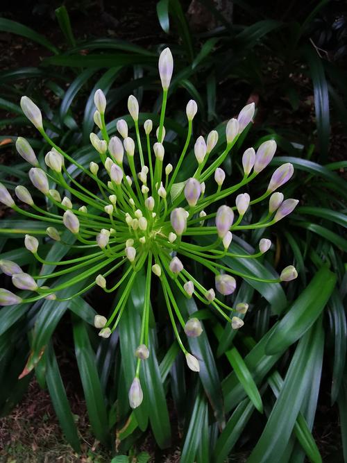 被子植物就是绿色开花植物吗?一文读懂其花期、果期与观赏特点 影响开花结果的关键因素