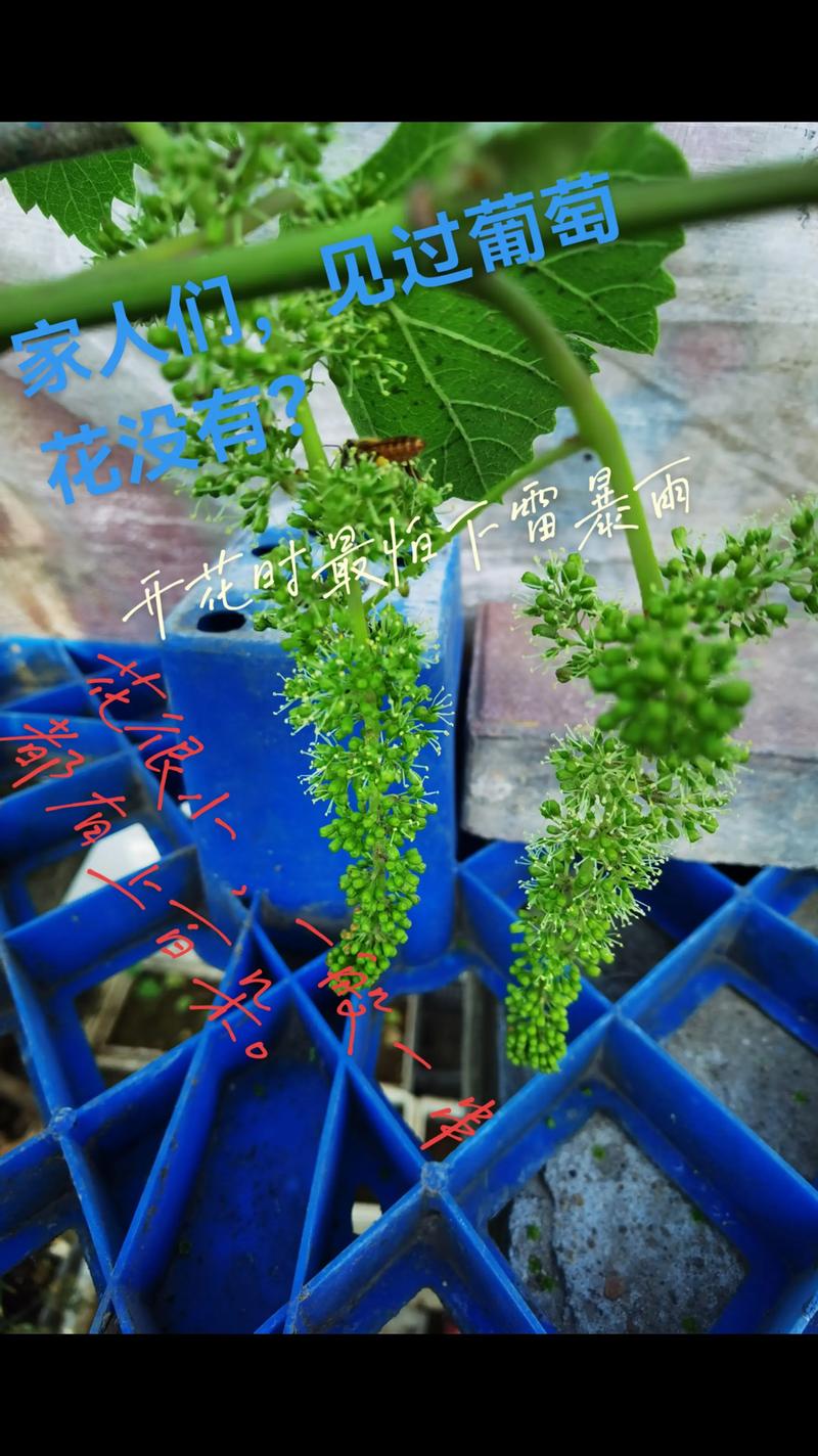 被子植物就是绿色开花植物吗?一文读懂其花期、果期与观赏特点 常见问题(FAQ)