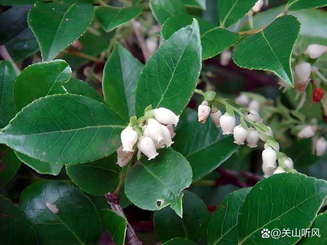 被子植物就是绿色开花植物吗?一文读懂其花期、果期与观赏特点 促花促果养护步骤