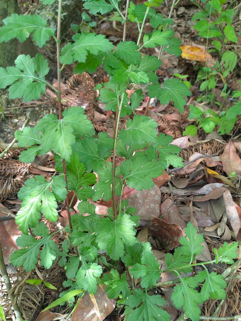 被子植物就是绿色开花植物吗?一文读懂其花期、果期与观赏特点 总结