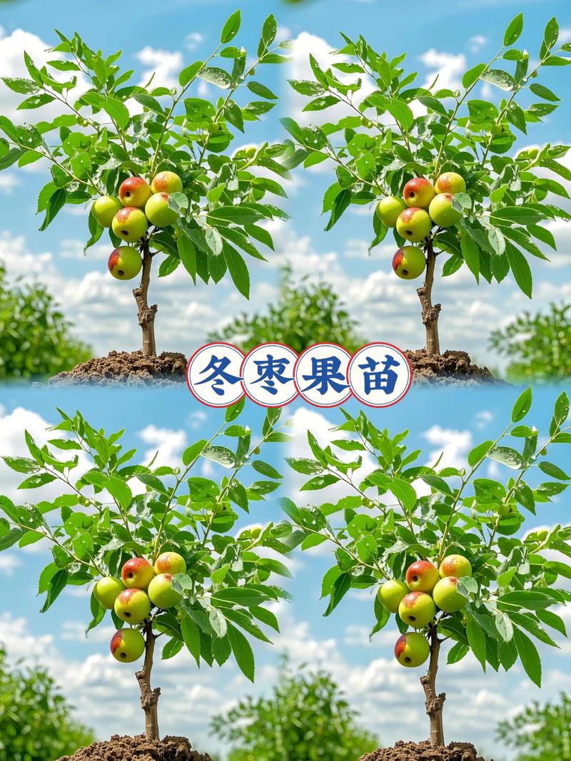 赤峰果树苗选购与种植全攻略:本地抗寒嫁接苗是首选 品种真实性需通过形态特征当场核查