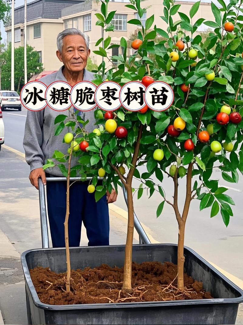 赤峰果树苗选购与种植全攻略:本地抗寒嫁接苗是首选 寒富苹果是赤峰地区的主栽品种,第4年挂果,盛果期亩产6000斤
