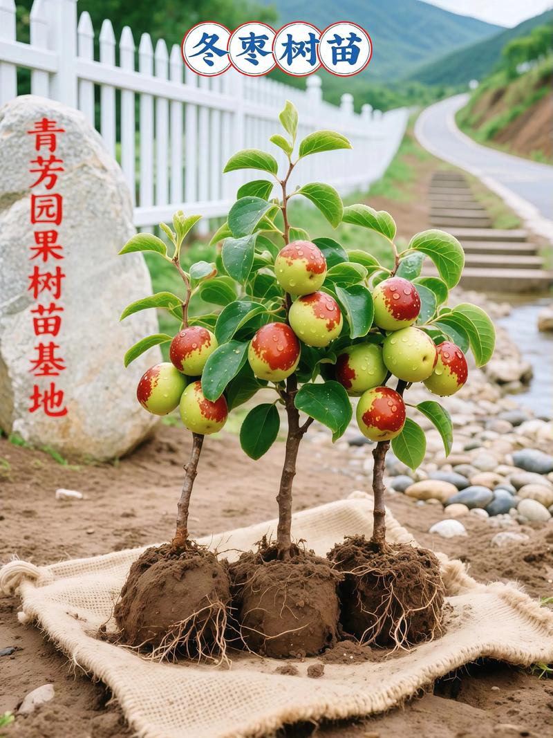 赤峰果树苗选购与种植全攻略:本地抗寒嫁接苗是首选 苹果梨与沙果是值得关注的补充品种,结果年限与经济价值明确