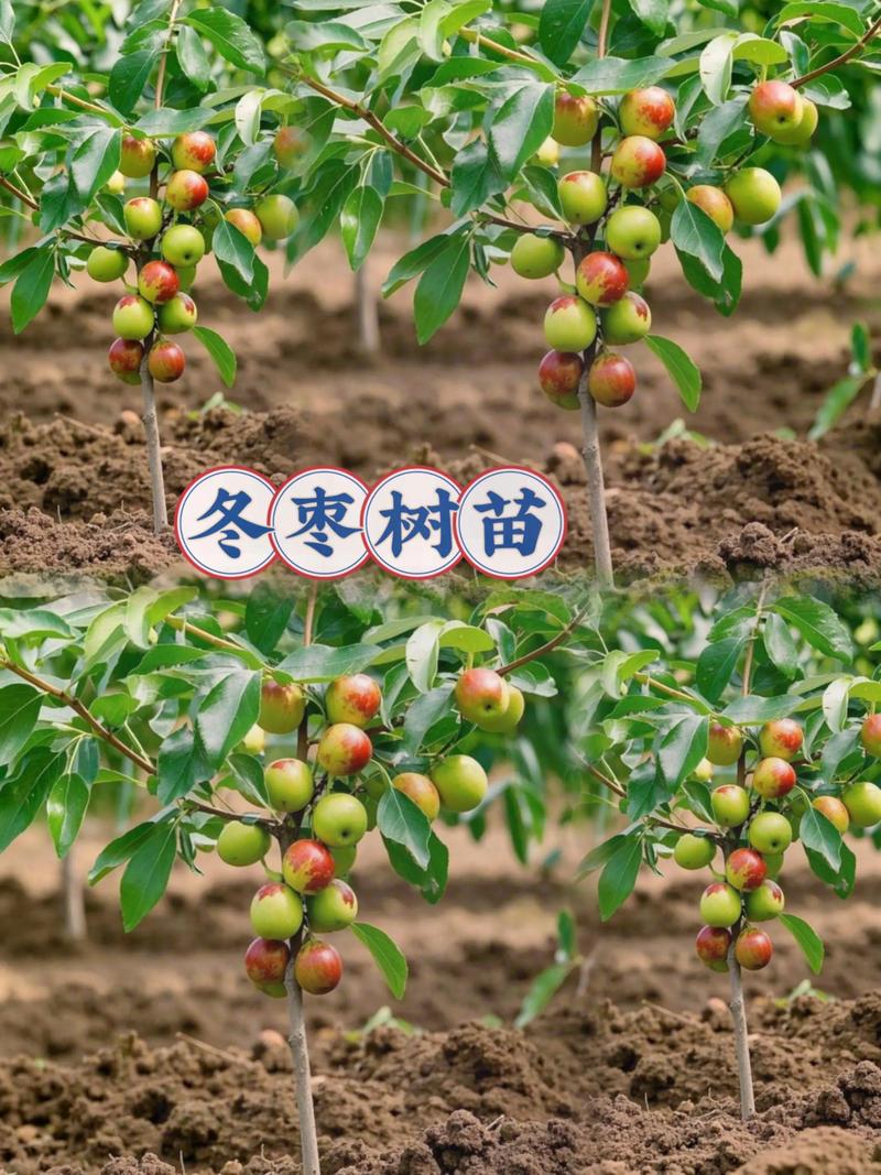 赤峰果树苗选购与种植全攻略:本地抗寒嫁接苗是首选 运输与检疫环节需落实书面凭证