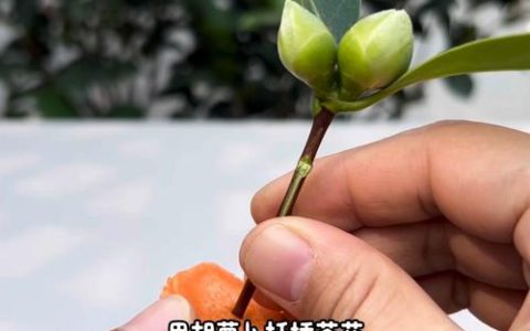 茶花扦插生根最快方法：从基质到激素的精准操作指南