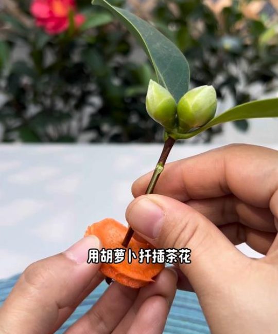 茶花扦插生根最快方法：从基质到激素的精准操作指南
