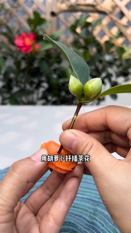 茶花扦插生根最快方法:从基质到激素的精准操作指南 茶花扦插生根核心参数