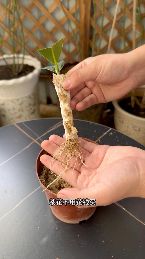 茶花扦插生根最快方法:从基质到激素的精准操作指南 品种先行:茶花品系间的扦插差异