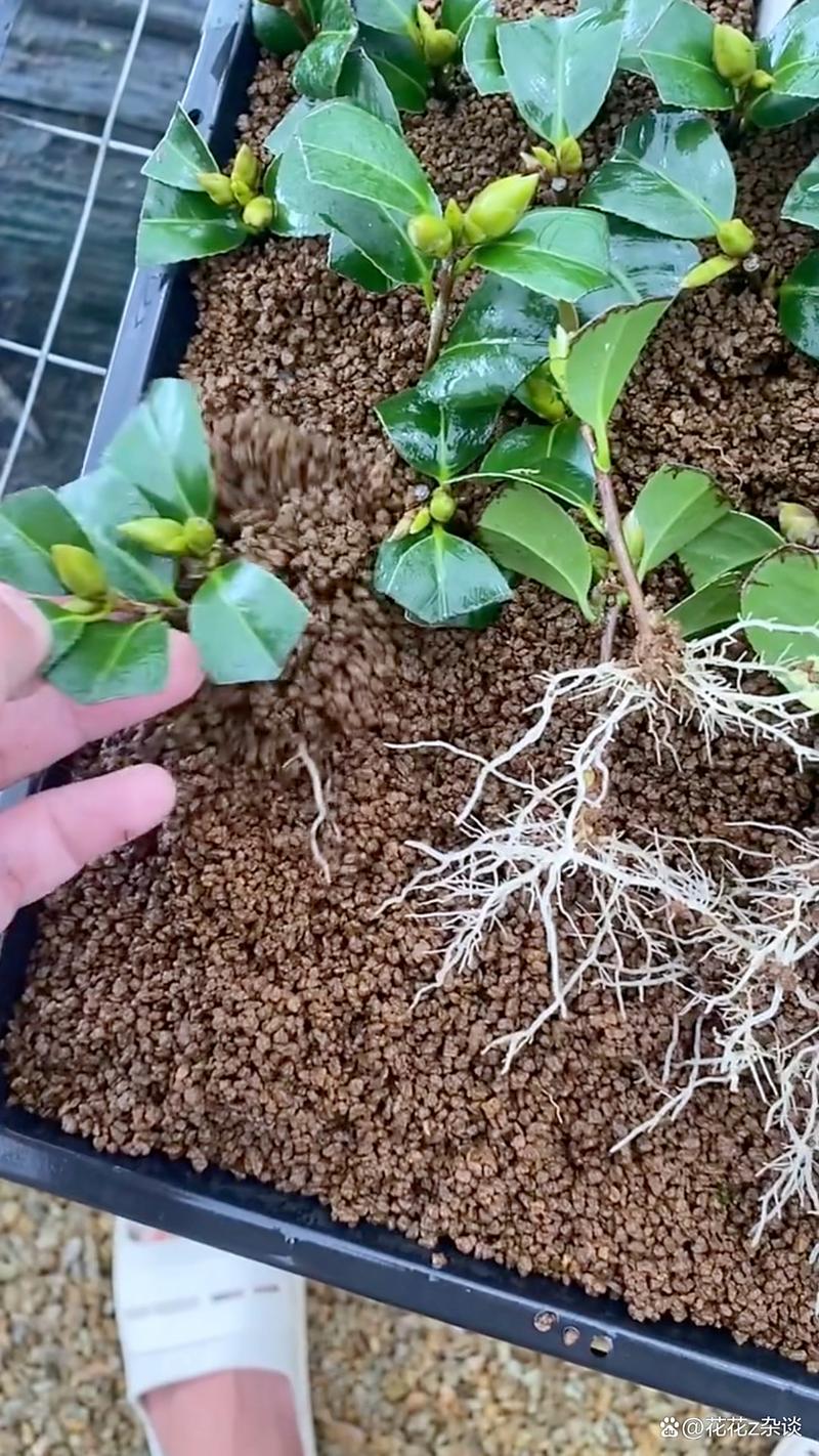 茶花扦插生根最快方法:从基质到激素的精准操作指南 成活率影响因素与失败诊断