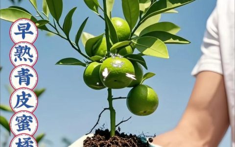 柑橘苗多少钱一株？2026年最新价格参考与选购指南