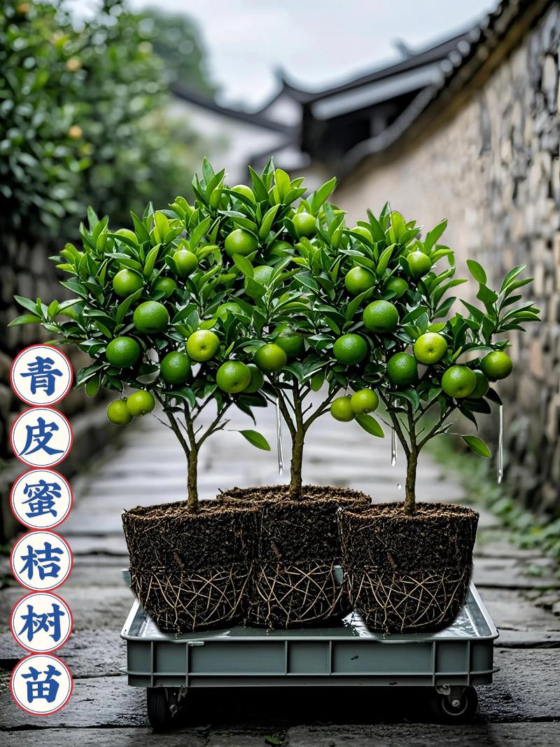 咨询指南