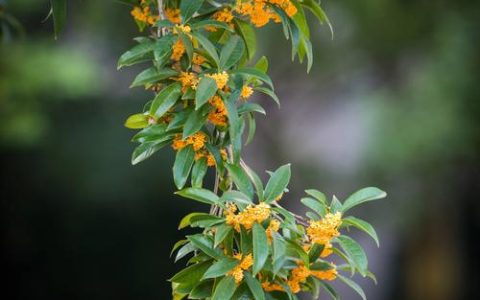 桂花是什么季节开的花？全面解析桂花的开花时间、品种与养护技巧