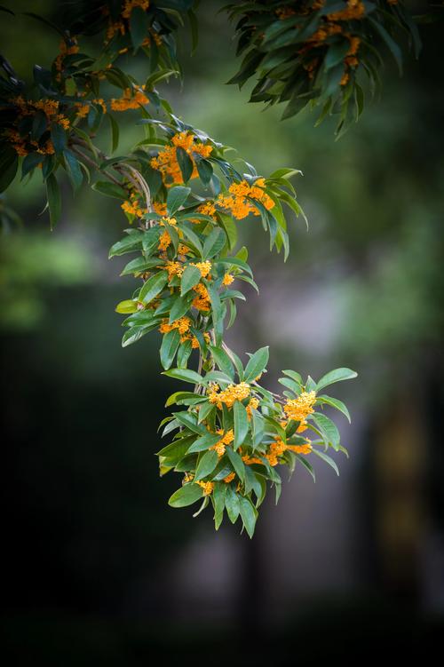 桂花是什么季节开的花?全面解析桂花的开花时间、品种与养护技巧 桂花是什么季节开的花?全面解析桂花的开花时间、品种与养护技巧