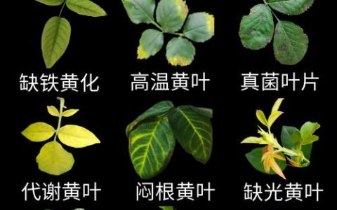 花叶发黄怎么办？全面解析原因与养护补救技巧