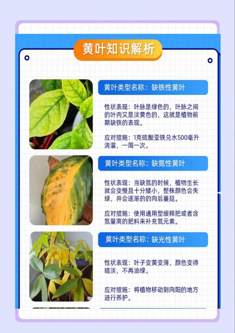 二、光照失衡：不是所有植物都喜欢“光浴”