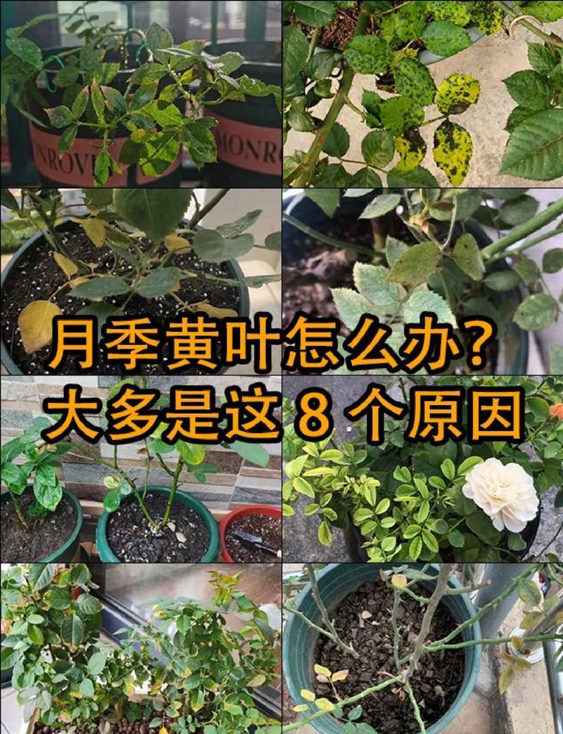 三、施肥失度：多了烧根，少了瘦弱