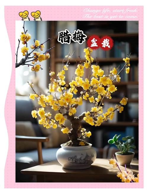 腊梅花可以做什么?一文盘点腊梅的多种用途与园艺价值 三、干花制作:留住冬日的记忆