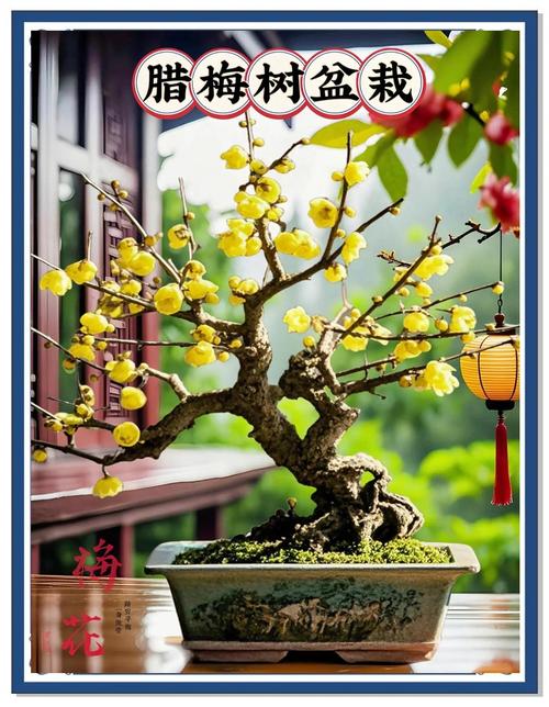 腊梅花可以做什么?一文盘点腊梅的多种用途与园艺价值 七、养护小贴士:让腊梅更好地为你服务