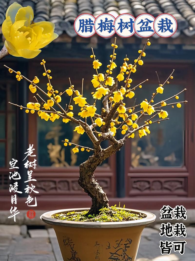 腊梅花可以做什么?一文盘点腊梅的多种用途与园艺价值 五、腊梅盆景:微型园林的艺术