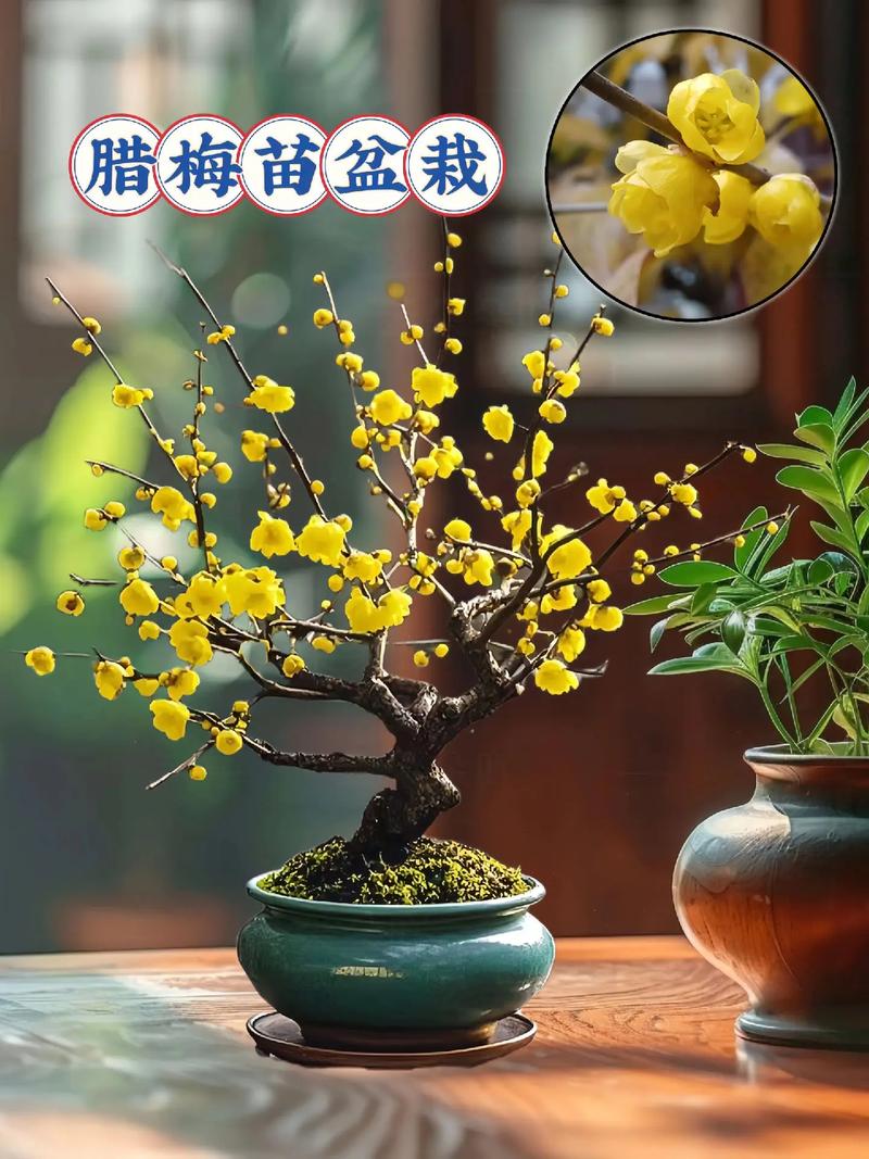 腊梅花可以做什么?一文盘点腊梅的多种用途与园艺价值 结语