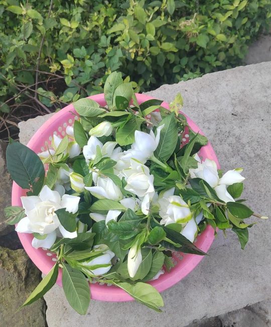 栀子花摘下来怎么保持新鲜？5个保鲜技巧让花期延长一周