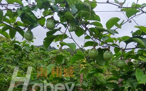 百香果开花挂果用什么肥料？家庭种植促花保果施肥全攻略