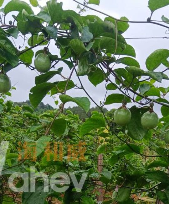 百香果开花挂果用什么肥料？家庭种植促花保果施肥全攻略