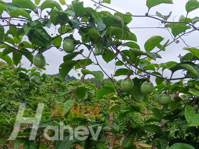 百香果开花挂果用什么肥料?家庭种植促花保果施肥全攻略 百香果的花期与果期特点