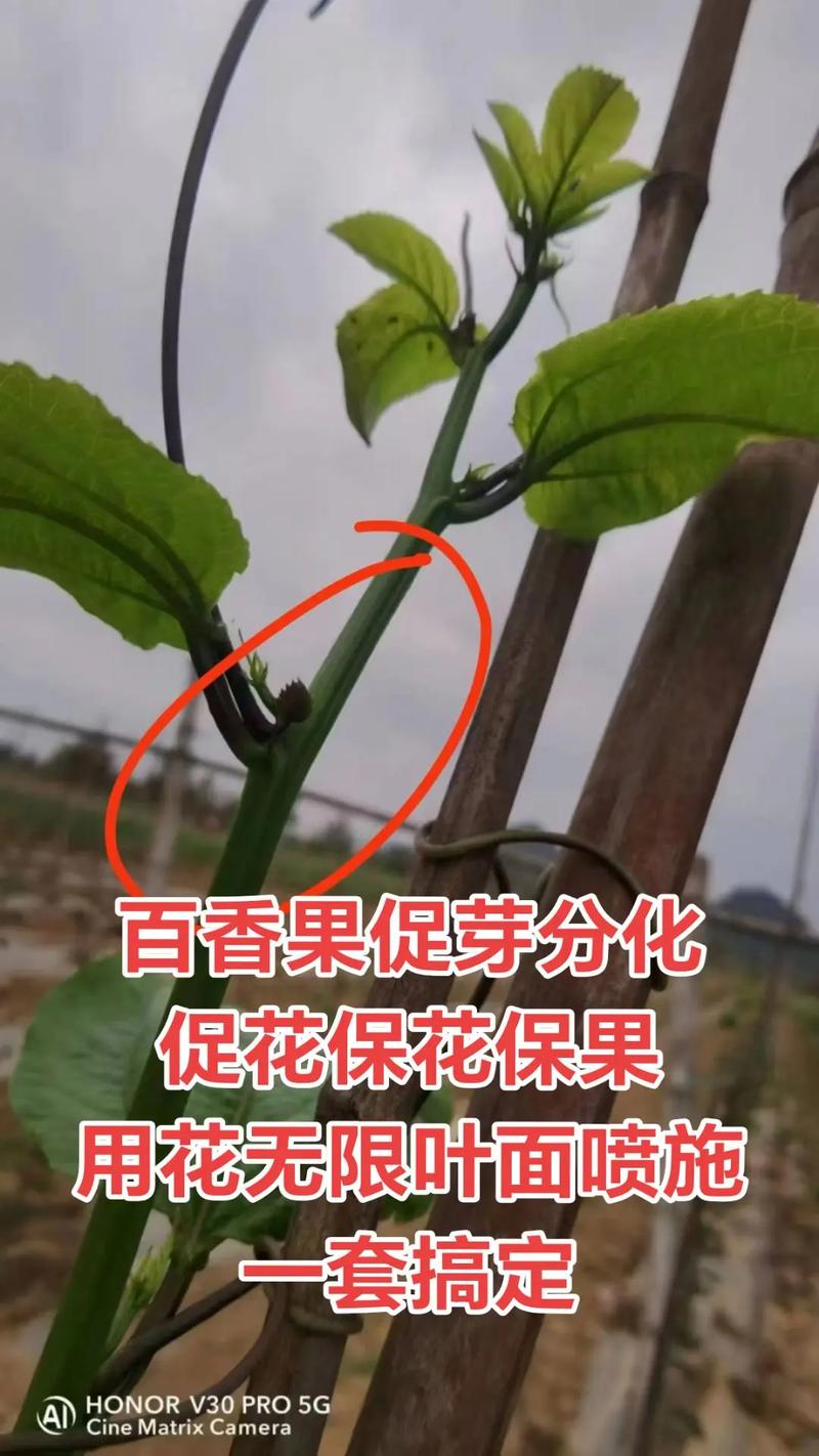 百香果开花挂果用什么肥料?家庭种植促花保果施肥全攻略 影响百香果开花结果的关键因素