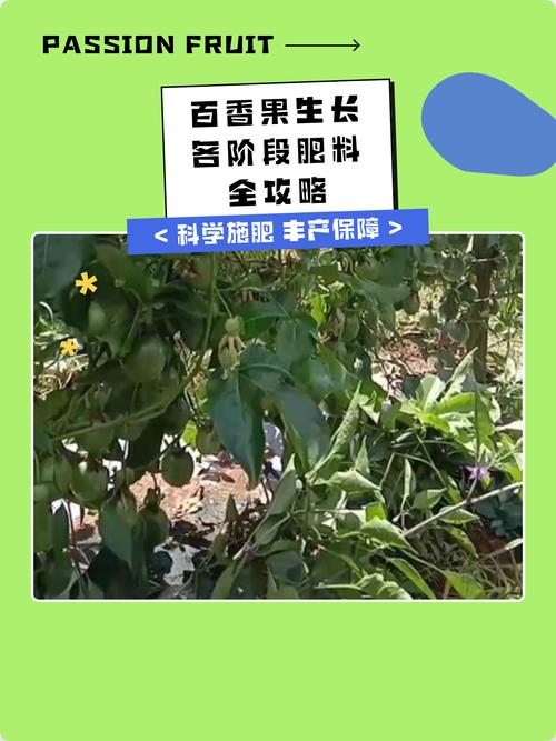 百香果开花挂果用什么肥料?家庭种植促花保果施肥全攻略 百香果开花挂果期施肥全步骤