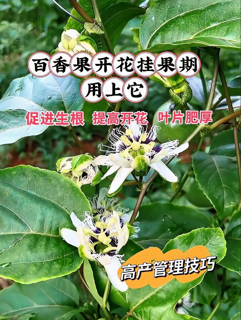 百香果开花挂果用什么肥料?家庭种植促花保果施肥全攻略 不开花不结果的常见原因与解决