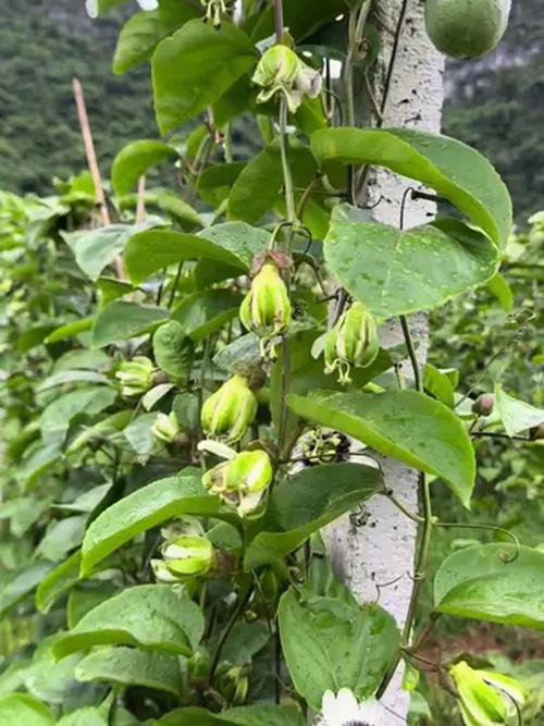 百香果开花挂果用什么肥料?家庭种植促花保果施肥全攻略 总结