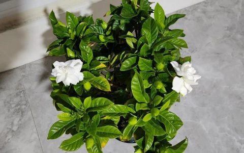 栀子花花期有多长？从5月持续到8月的详细养护指南