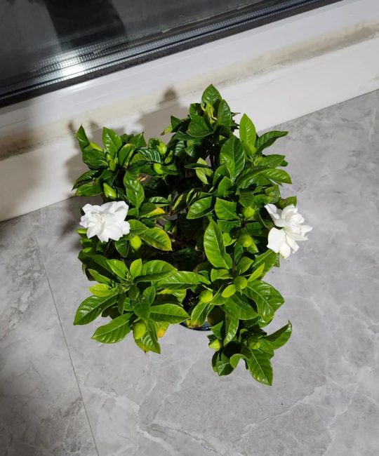 栀子花花期有多长？从5月持续到8月的详细养护指南
