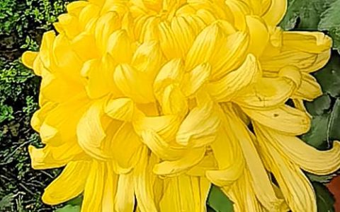 菊花是什么城市的市花？这些城市用它书写风骨