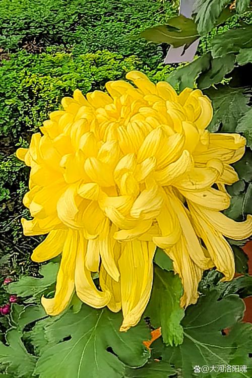 菊花是什么城市的市花?这些城市用它书写风骨 品种基础档案